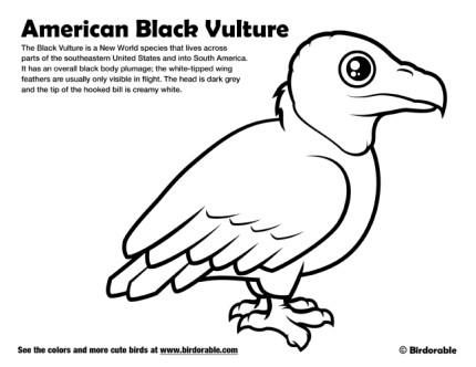 American black vulture coloring page by