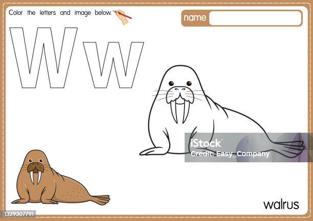 Vector illustration of kids alphabet coloring book page with outlined clip art to color letter w for walrus stock illustration