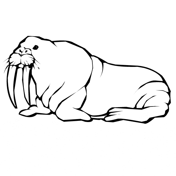 Walrus coloring page