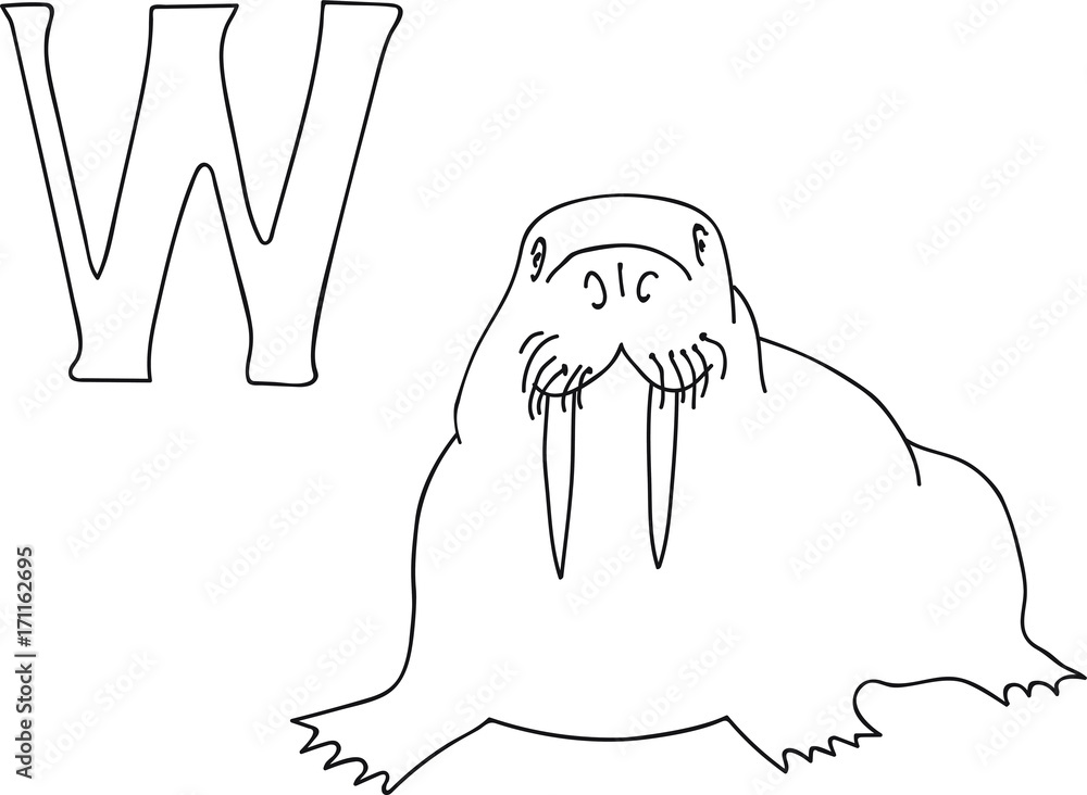 Vector hand drawn illustration capital letter w on alphabet card black and white realistic walrus isolated kids abc school education coloring page for children vector