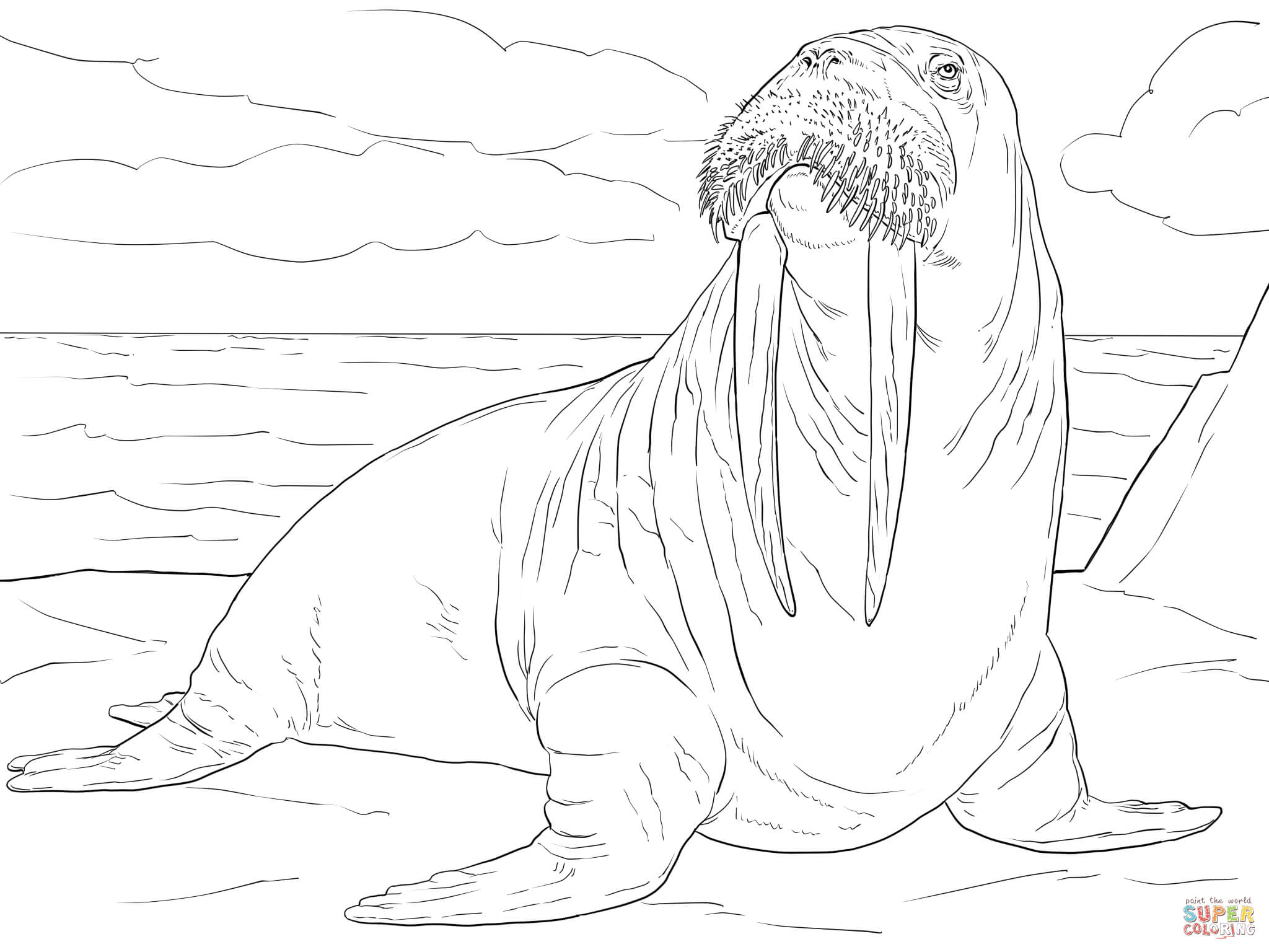 Adult male walrus coloring page free printable coloring pages