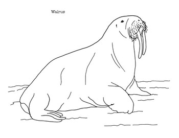 Walrus coloring page by mama draw it tpt