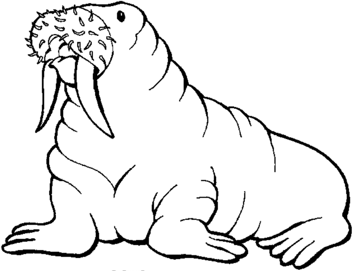 Free printable walrus coloring pages for kids