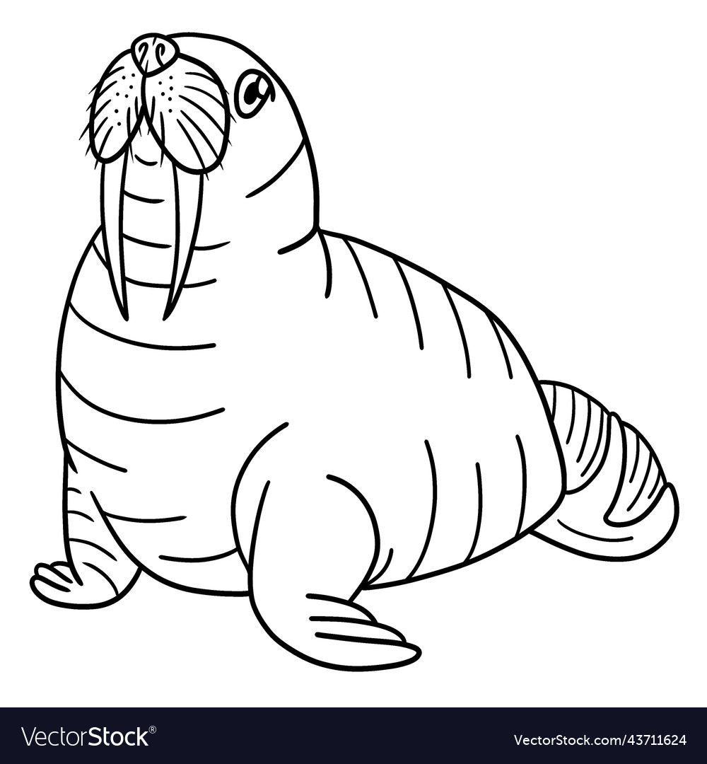 Walrus isolated coloring page for kids royalty free vector