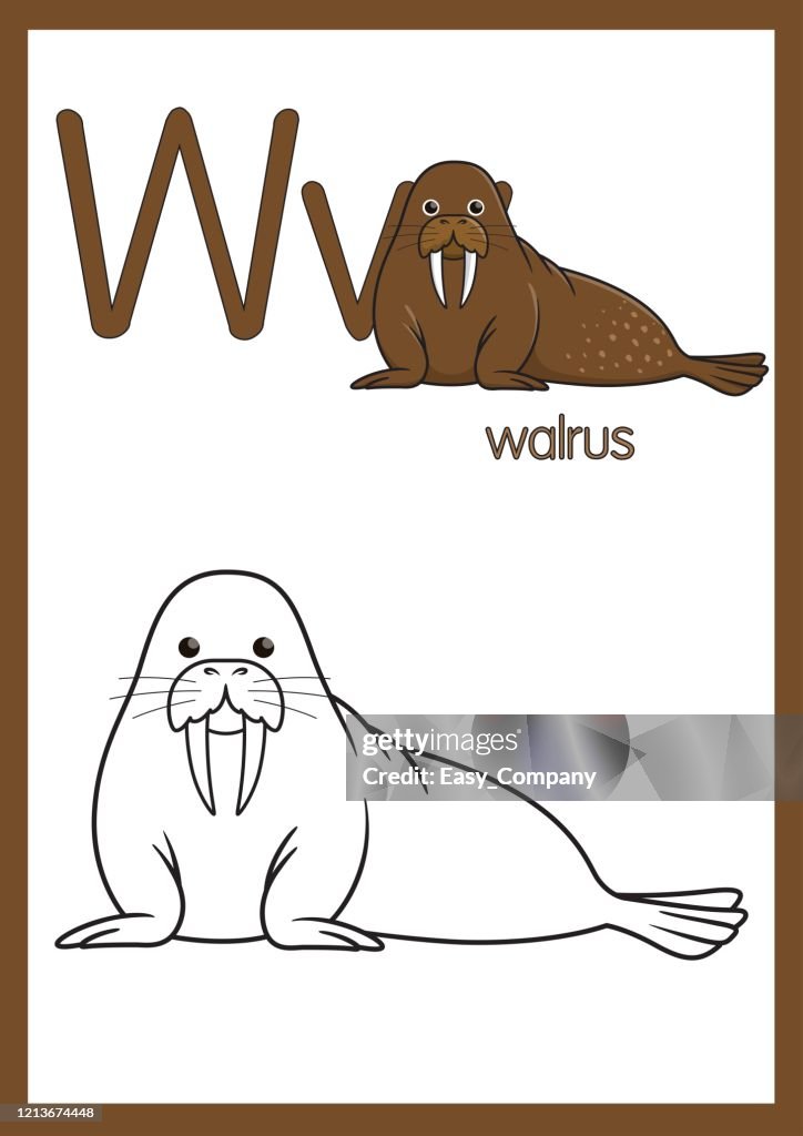 Vector illustration of walrus with alphabet w for children learning practice abc on a paper size ready to print high