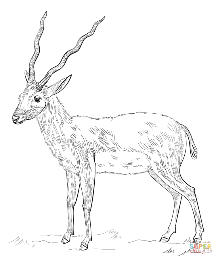 Antelope coloring page free printable coloring pages