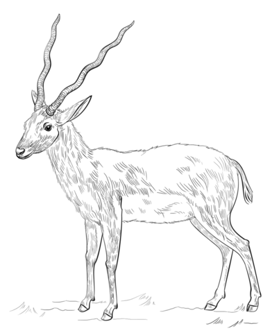 Antelope coloring page free printable coloring pages