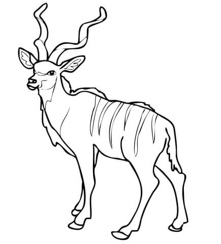 Ausmalbild kudu antilope der afrikanischen baumsavanne ausmalbilder kostenlos zum ausdrucken