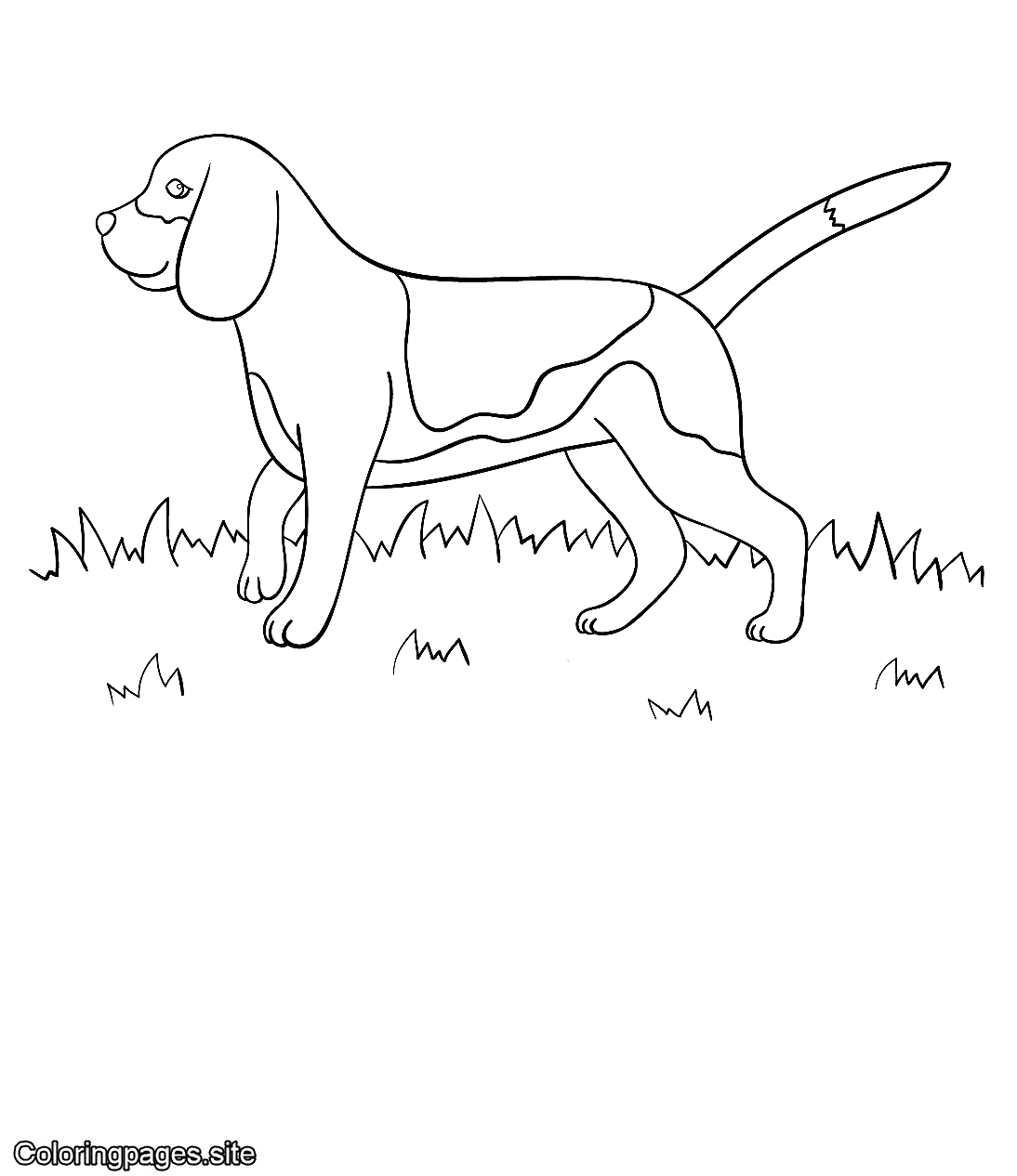 Beagle dog walking in the yard coloring page