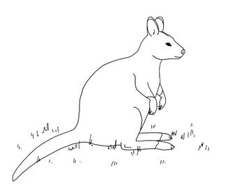 Bennetts wallaby coloring page by mama draw it tpt