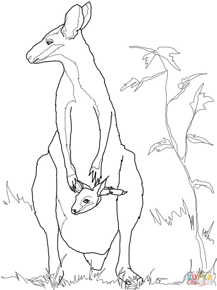 Wallaby baby with mother coloring page free printable coloring pages animal templates animal coloring pages australian animals