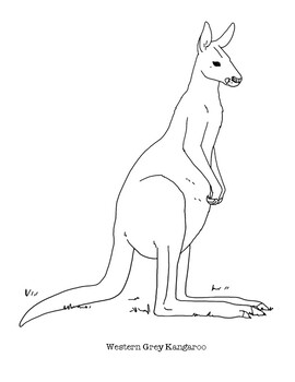 Western grey kangaroo coloring page by mama draw it tpt