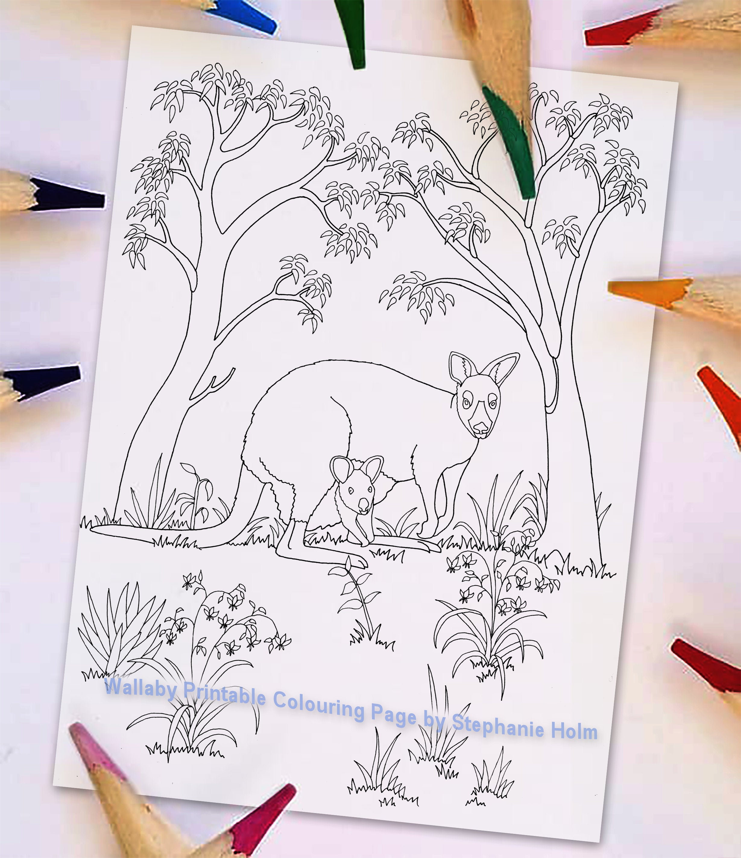 Wallaby joey a printable colouring page australian animal