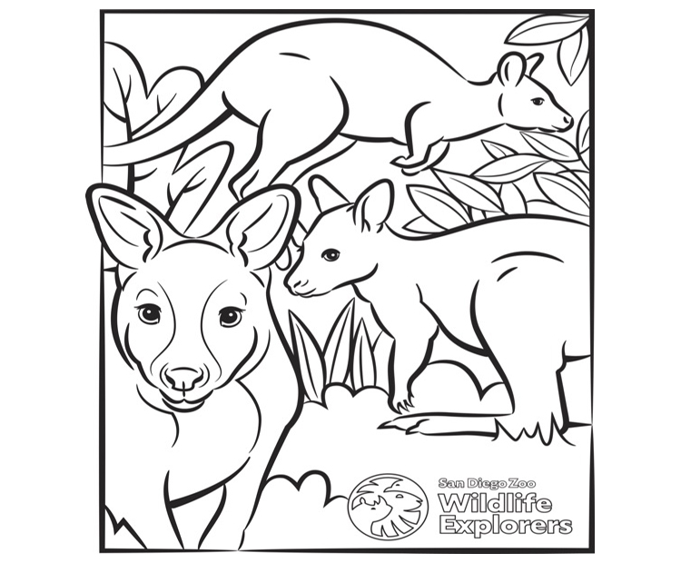 Coloring page kangaroo and wallaby san diego zoo wildlife explorers