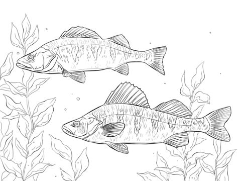 Yellow perch coloring page from perch category select from printable crafts of cartoons nature animals bâ fish drawings fish sketch fish coloring page