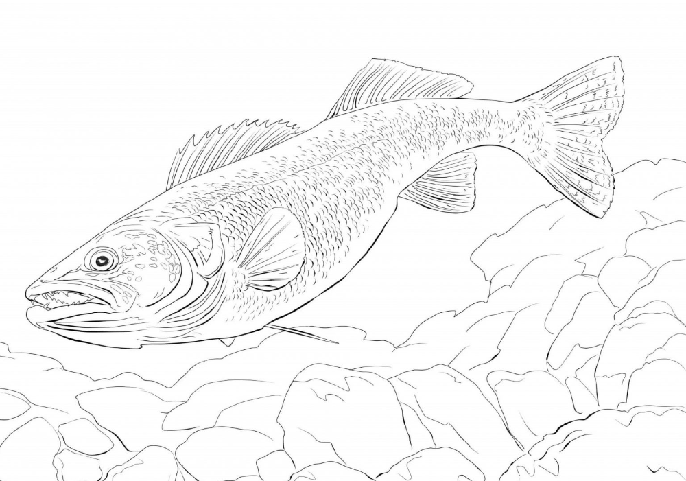 Fish coloring pages for kids activity fish coloring page coloring pages for kids coloring pages