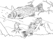 Walleye fish coloring page free printable coloring pages