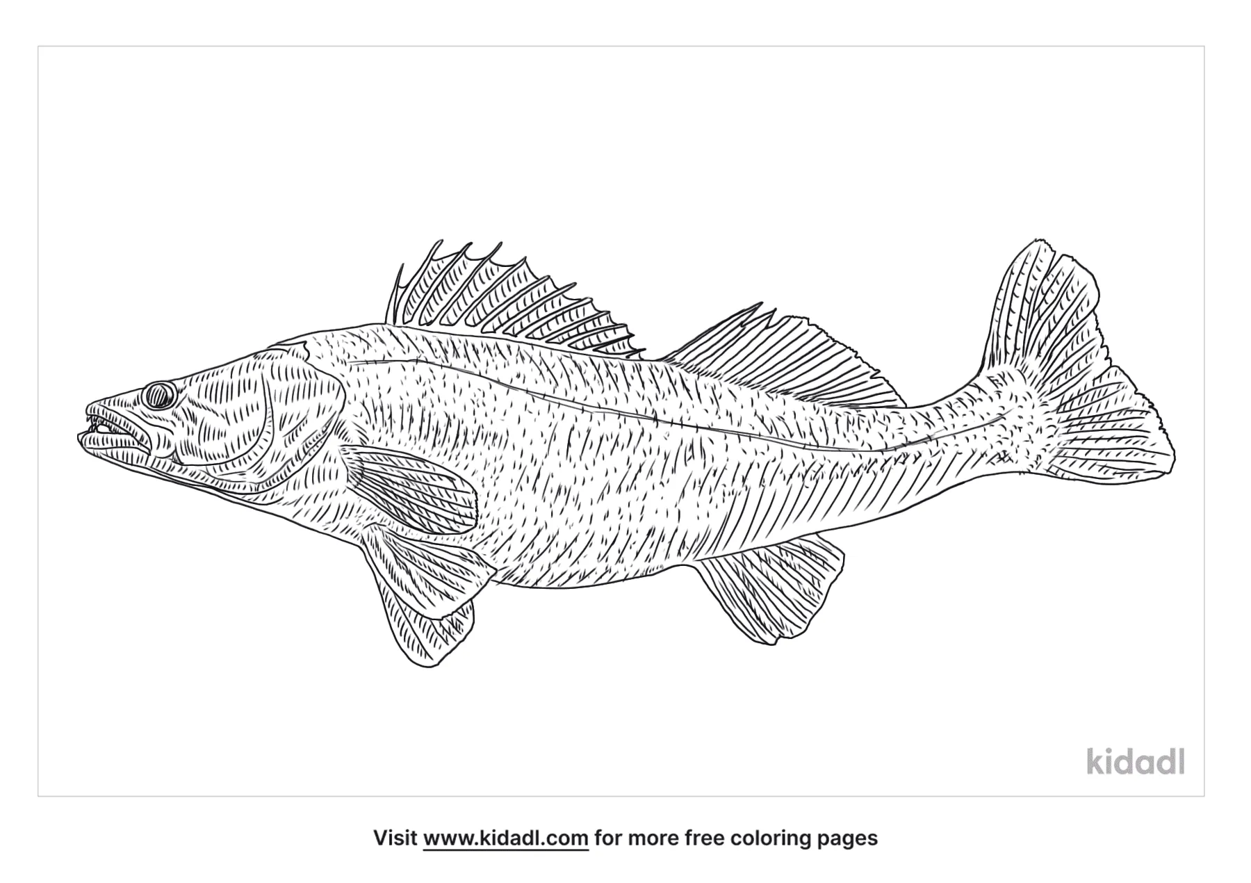 Free walleye fish coloring page coloring page printables