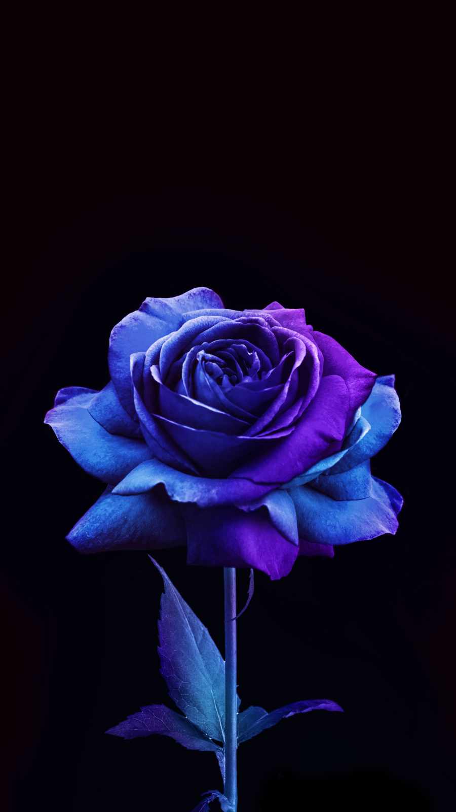 Download Free Wallpaper Blue Rose