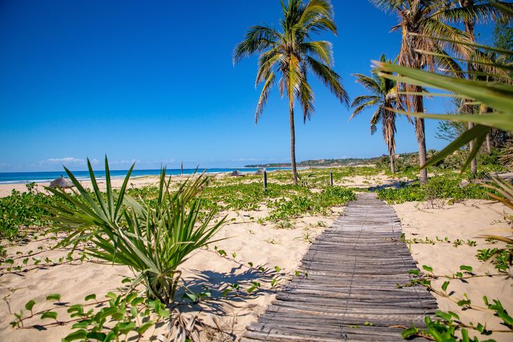 Hd wallpaper mozambique barra beach club trees palm sand nature path beach club summer landscape negombo