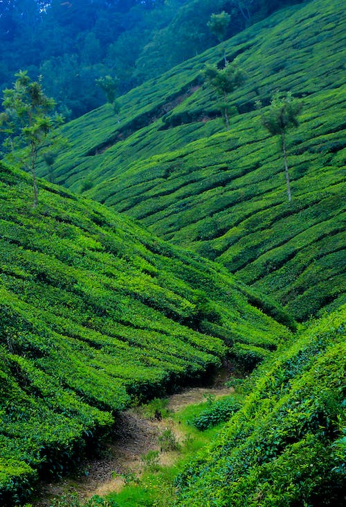 Munnar photos download free munnar stock photos hd images