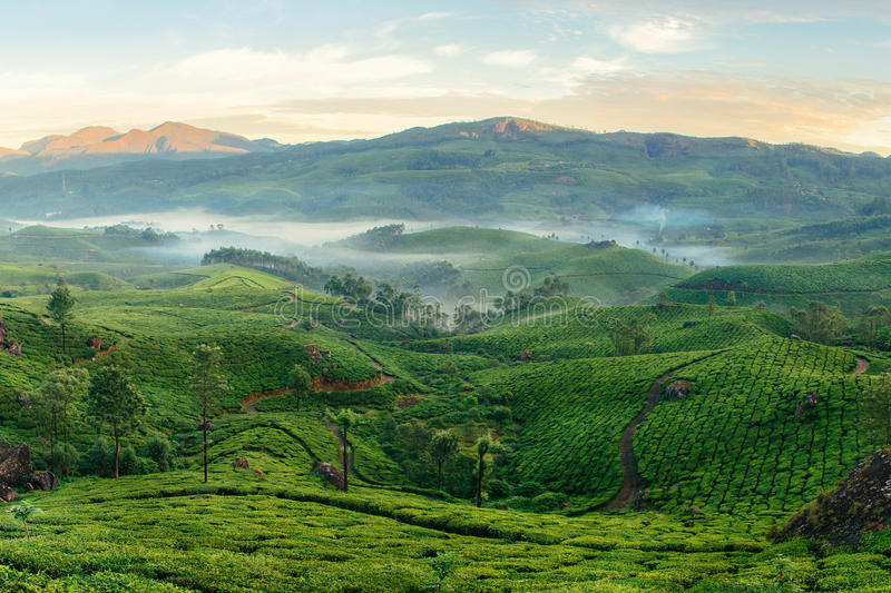 Munnar stock photos