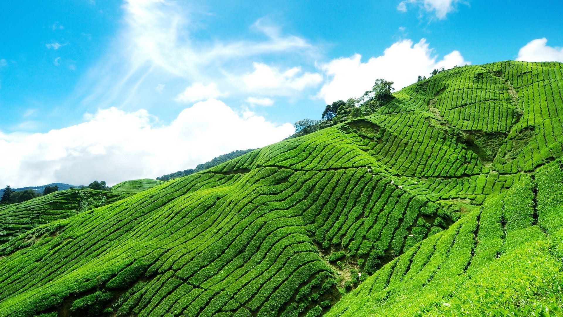 Munnar wallpapers