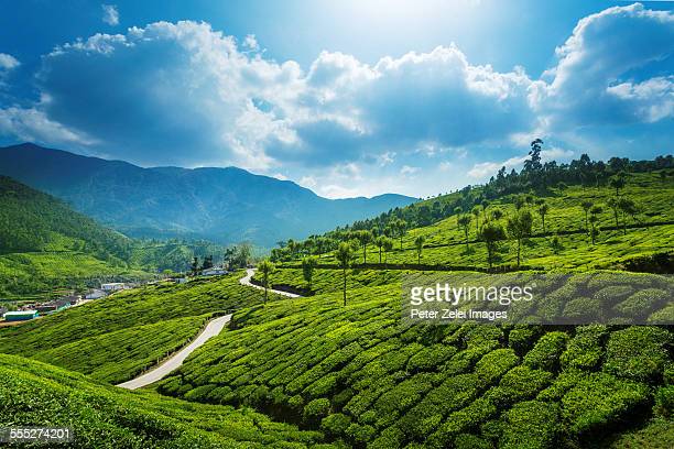 Munnar photos and premium high res pictures