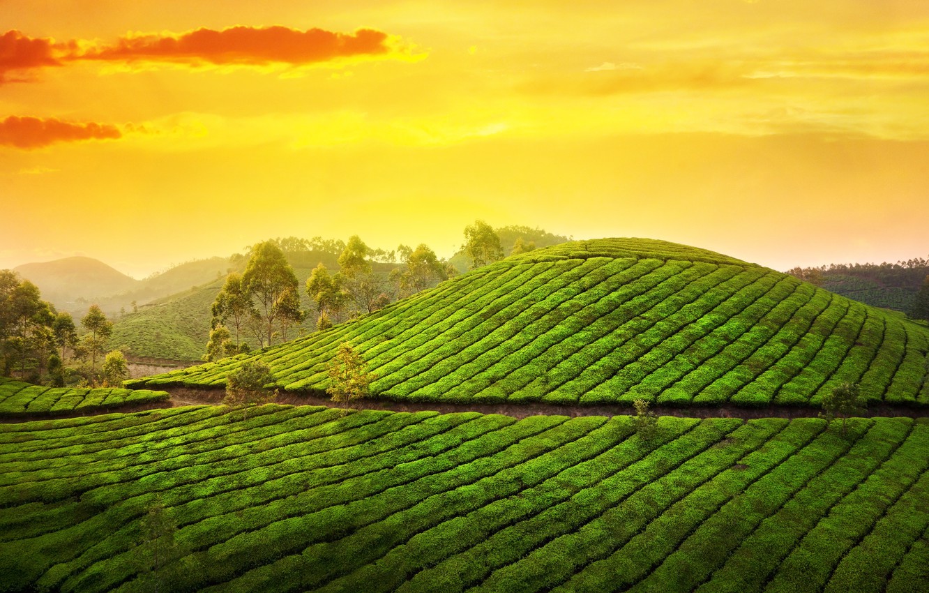 Wallpaper the sky the sun clouds trees landscape nature sunrise hills morning india asia plantation tea india kerala kerala images for desktop section ððµðð