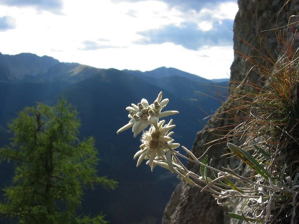 Florile carpatilor â muntii carpati edelweiss flower flower wallpaper nature photos