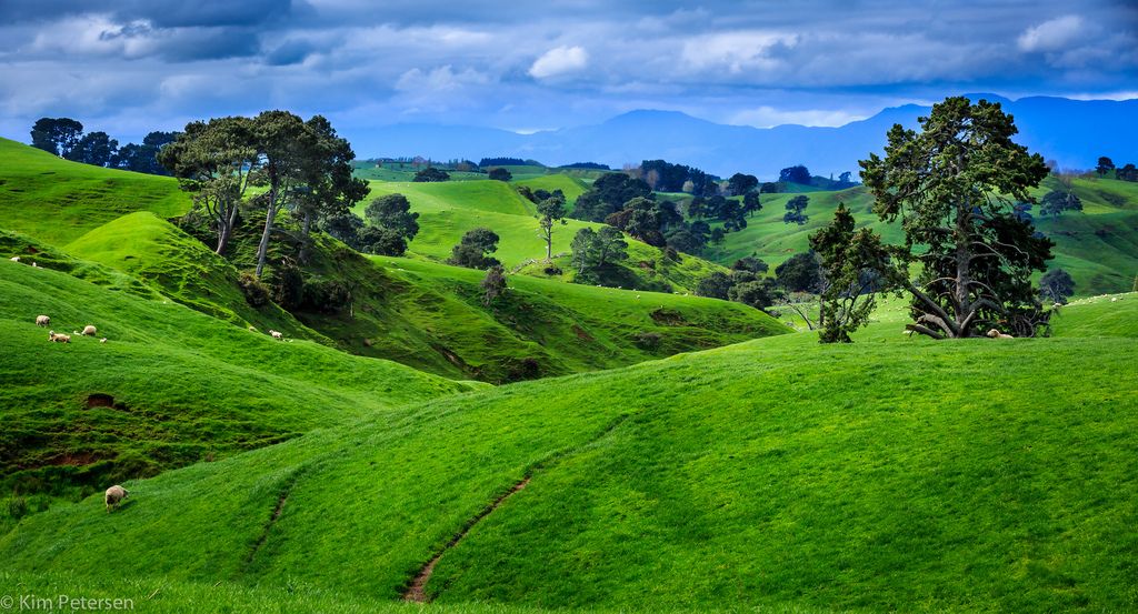 The perfekt landscape for a hobbit new zealand landscape photography trees landscape photography landscape