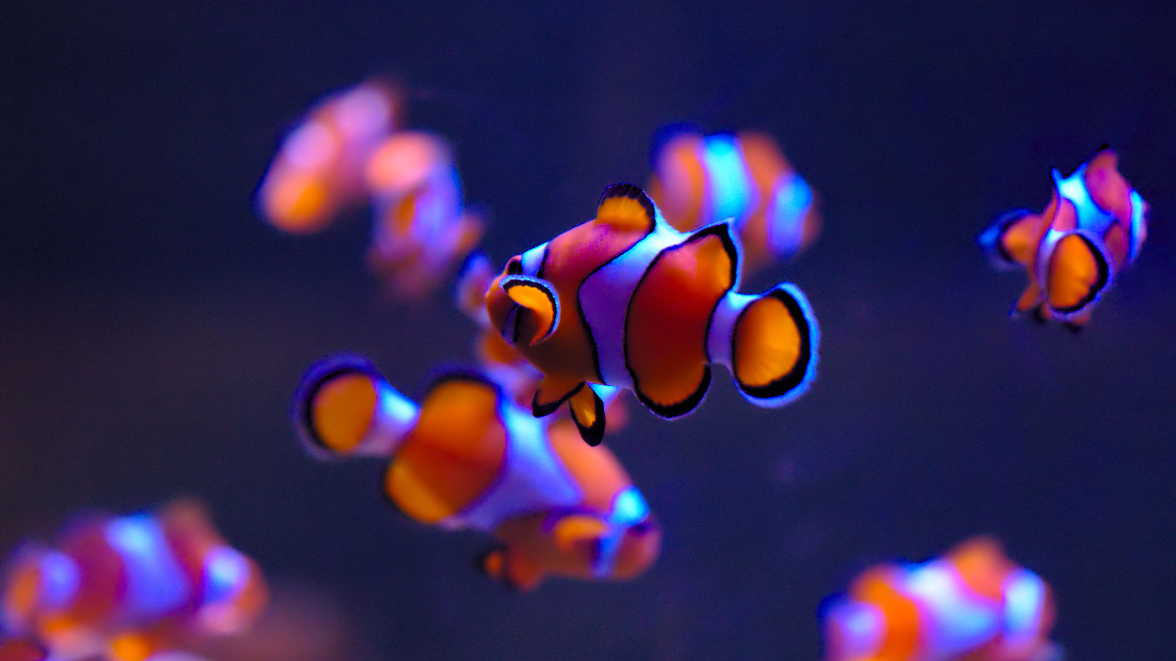 Fish ultra hd finding nemo clownfish underwater k wallpaper hdwallpaper desktop fondo de pantalla de peces pez payaso fondos de peces