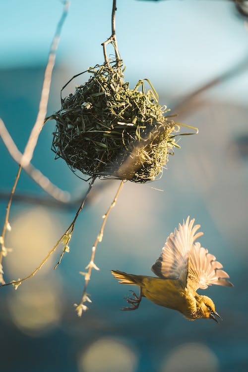 Bird nest photos download free bird nest stock photos hd images