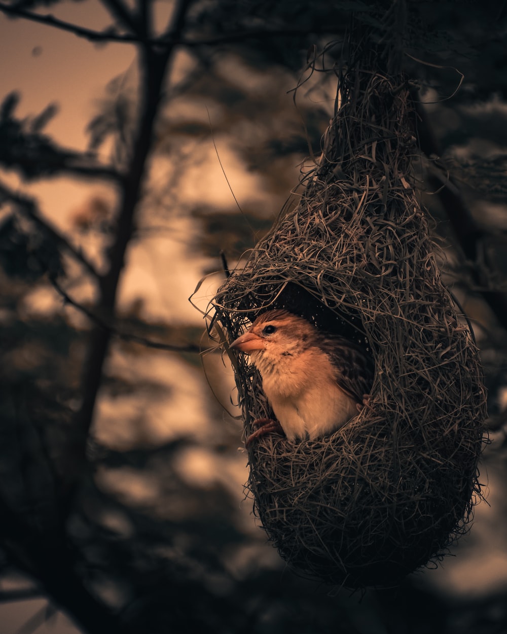 Birds nest pictures hd download free images on