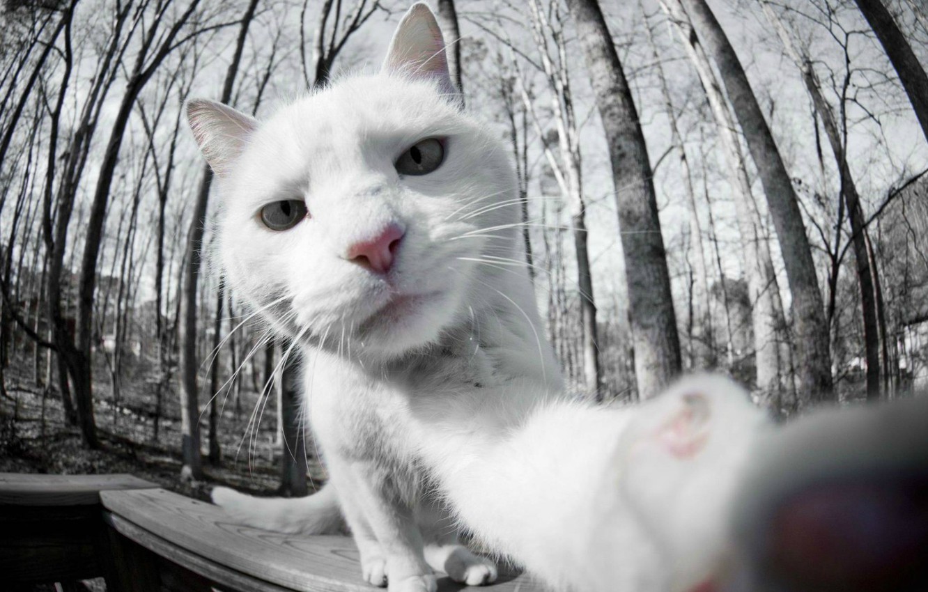 Wallpaper white cat photo white cat selfie on camera images for desktop section ðºðñðºð