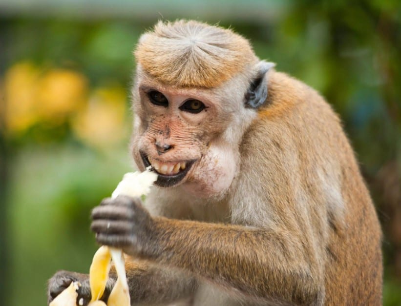 Foto dan gambar lucu gokil kocak bikin ngakak terbaru