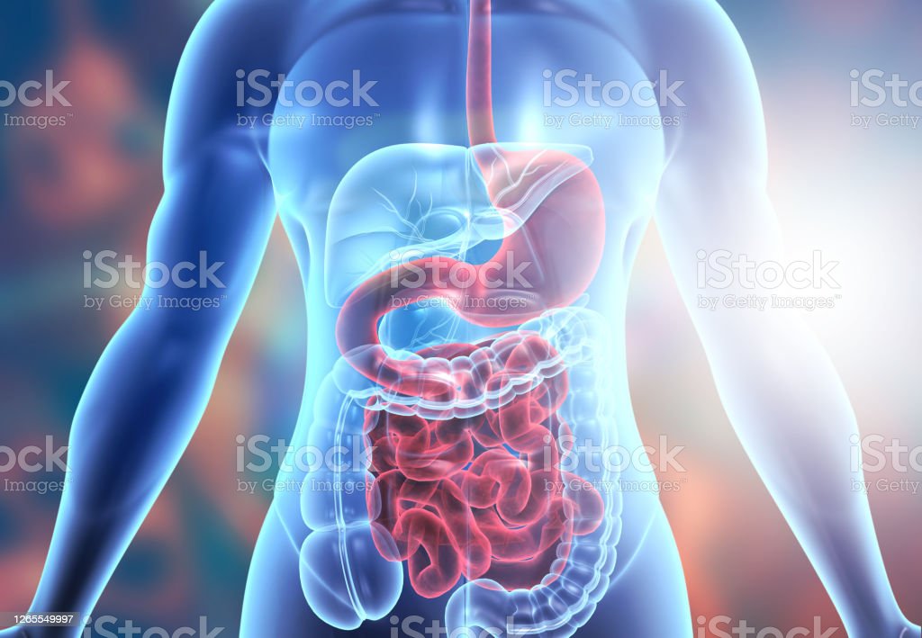 Human body digestive system anatomy stock photo