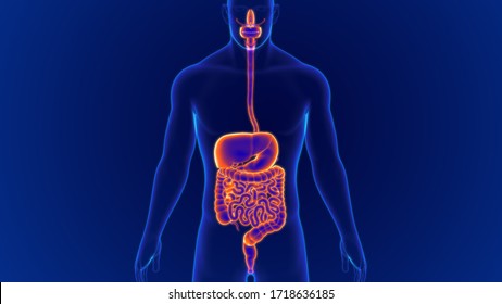 Human digestive system images stock photos vectors