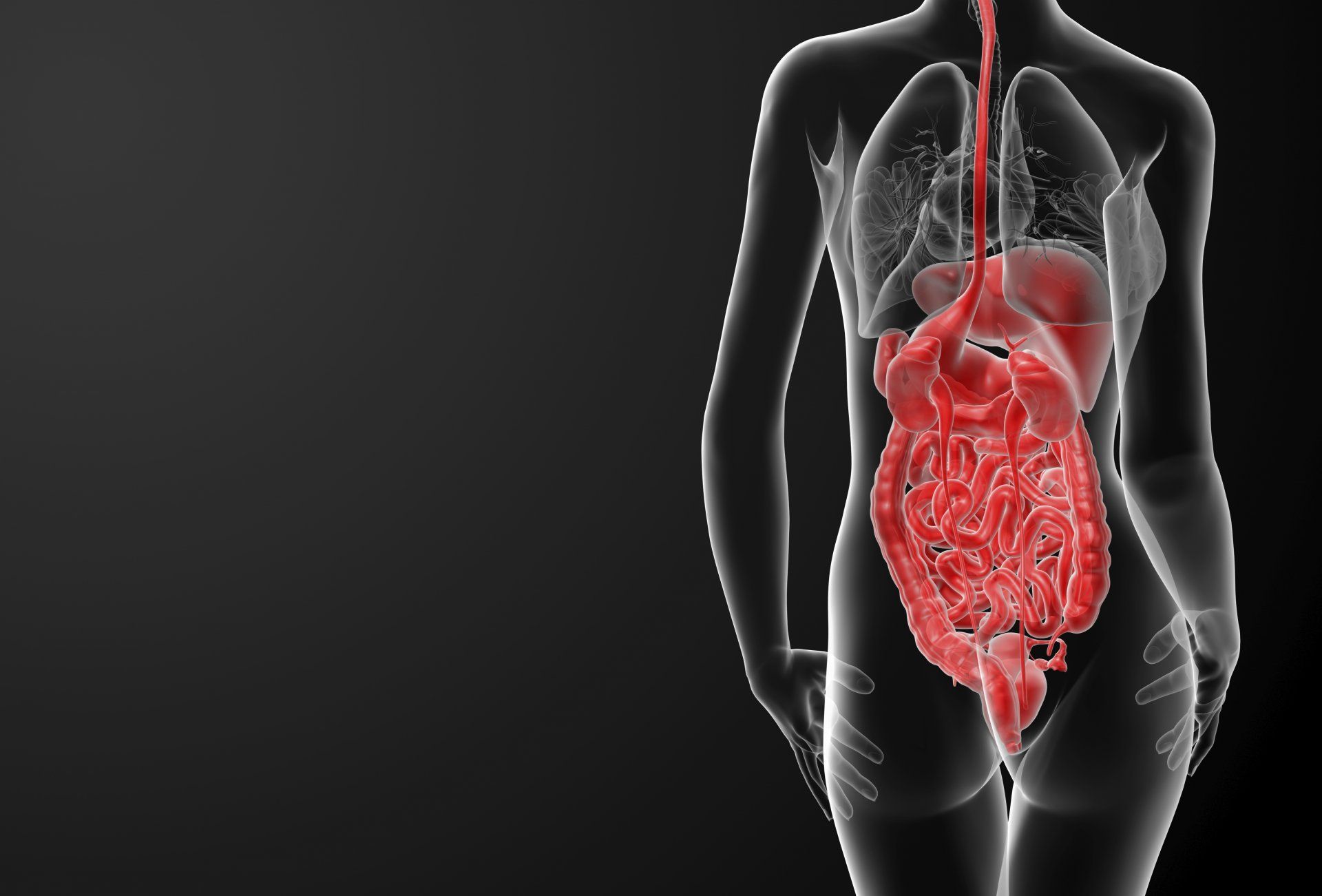 Digestive system wallpapers