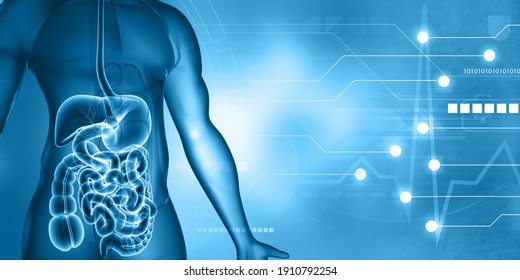 Gastrointestinal tract images stock photos vectors