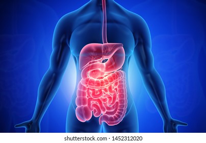 Gastrointestinal images stock photos vectors