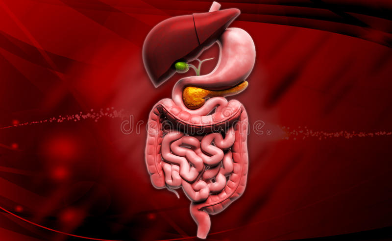 Human digestive system stock image image of medicine