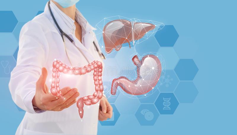 Digestive system stock photos