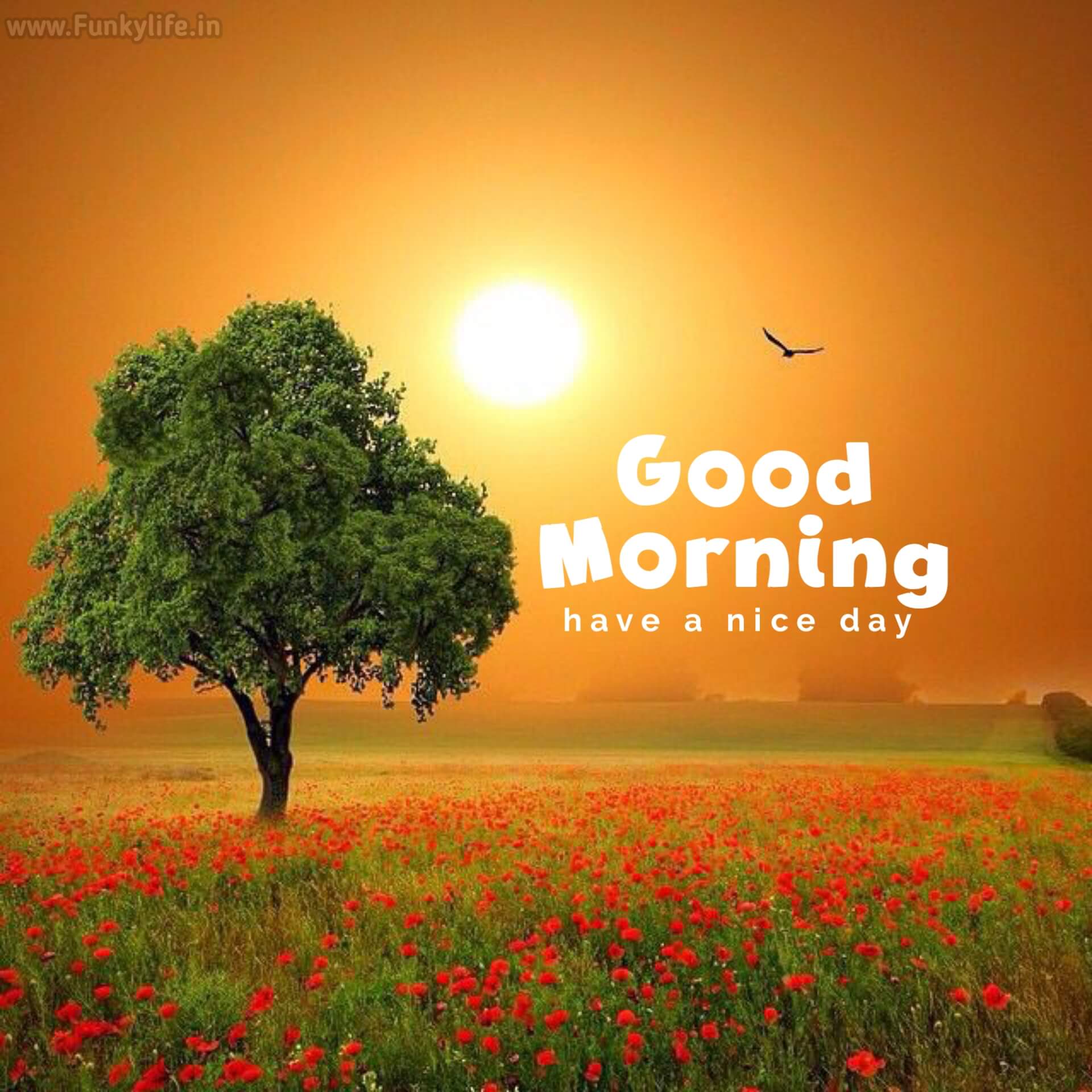 Beautiful good morng images wishes for everyone