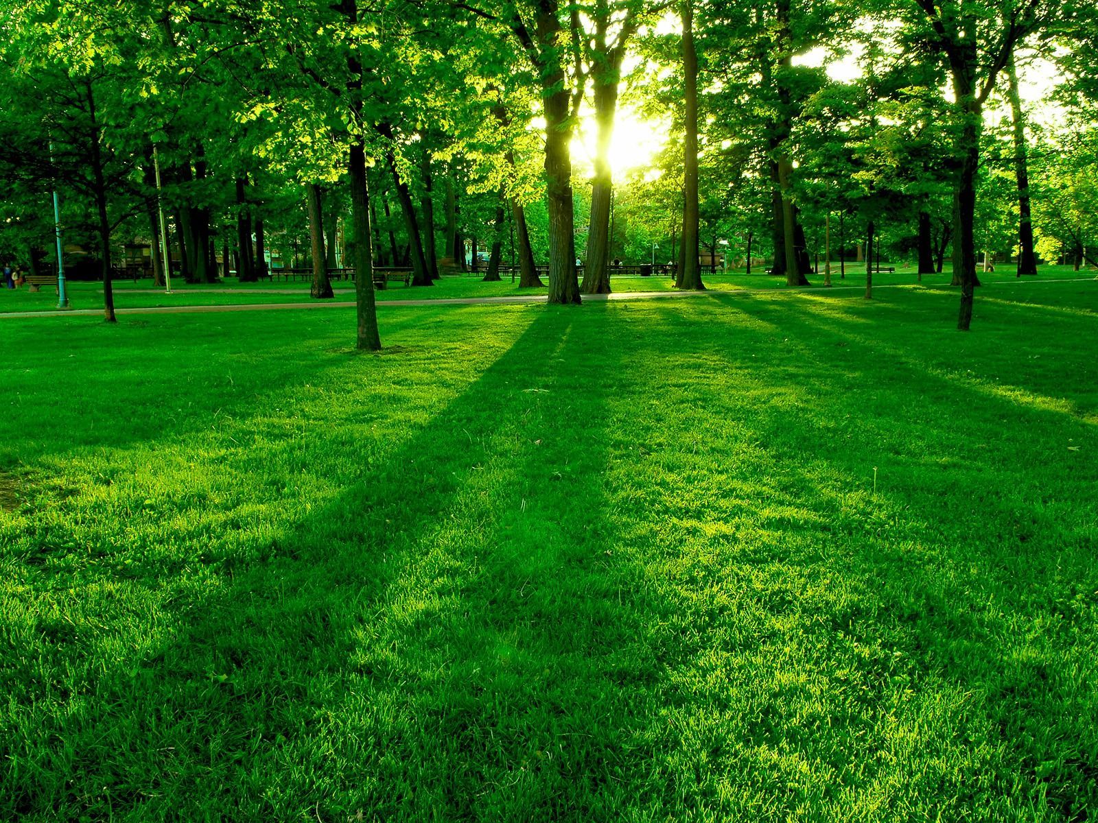 Green nature wallpapers