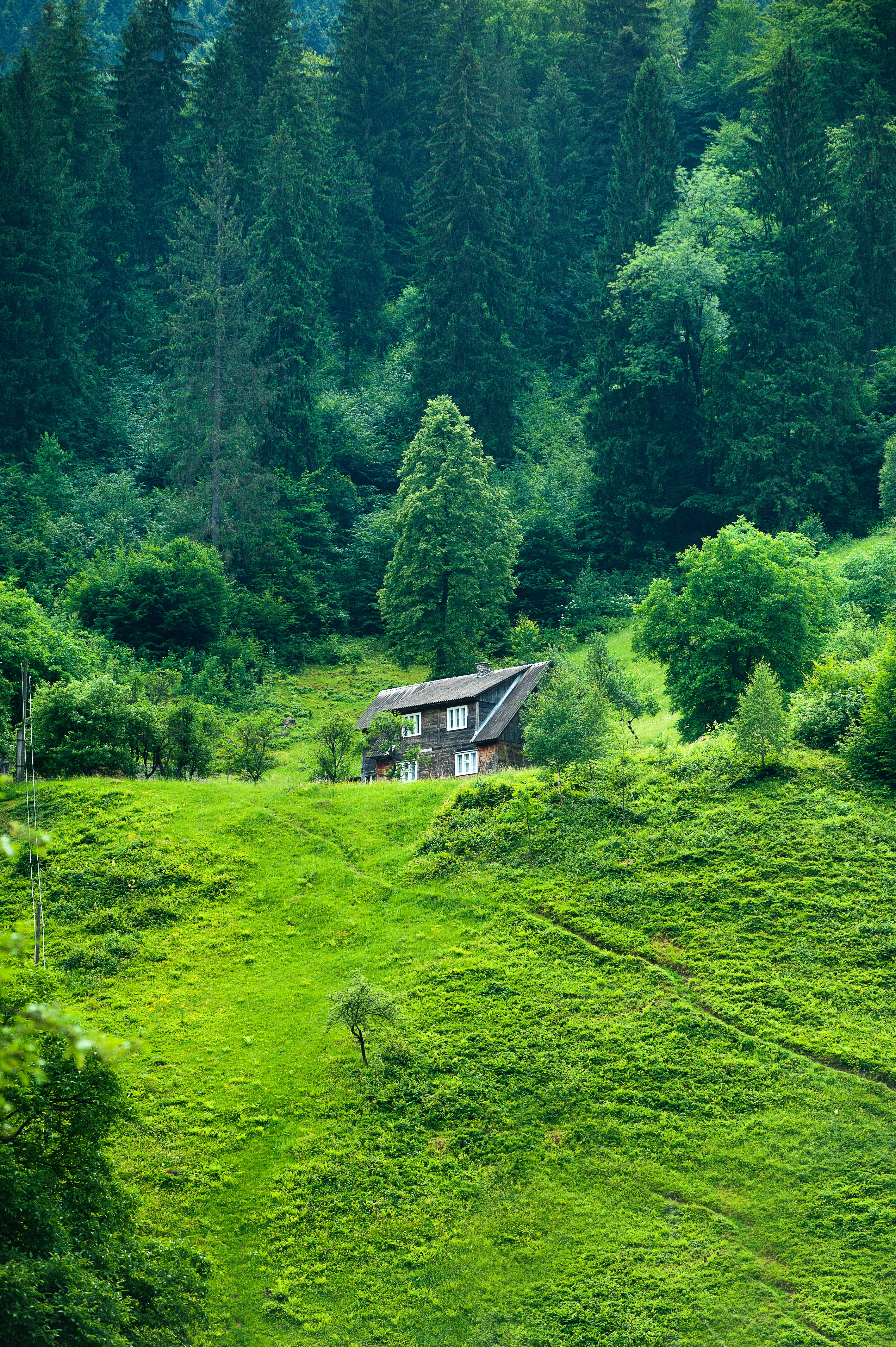 Green nature photos download free green nature stock photos hd images