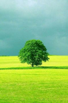 Best green nature ideas nature beautiful nature green nature