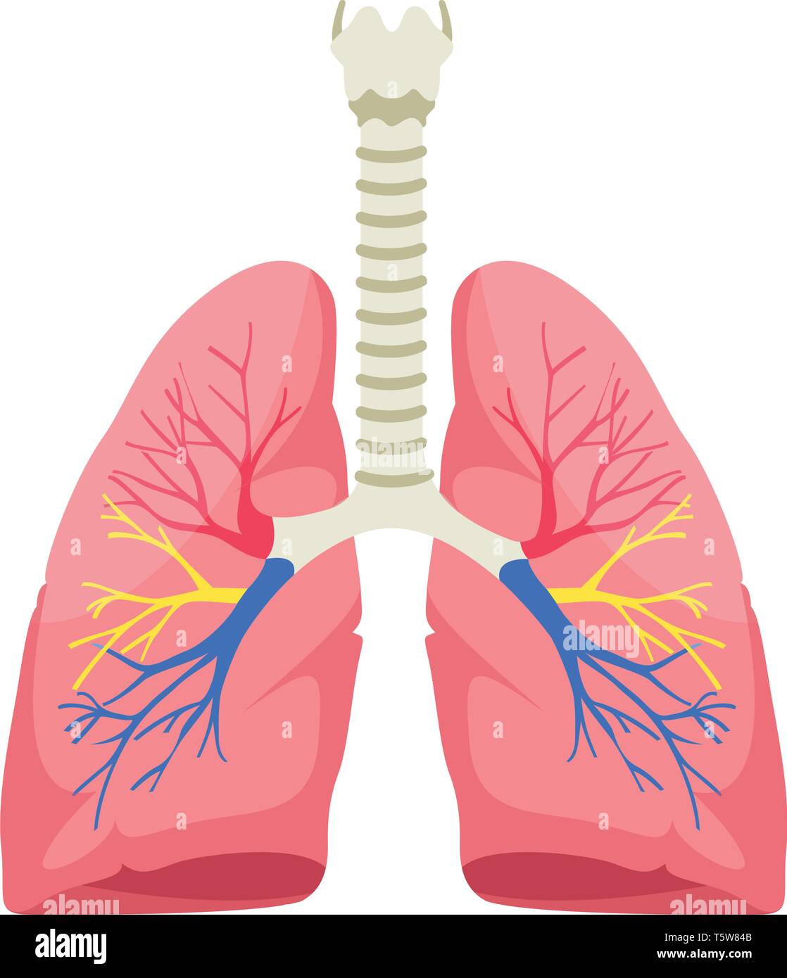 Download Free 100 + wallpaper of human lungs