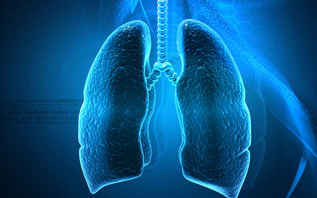 Download Free 100 + Wallpaper Of Human Lungs