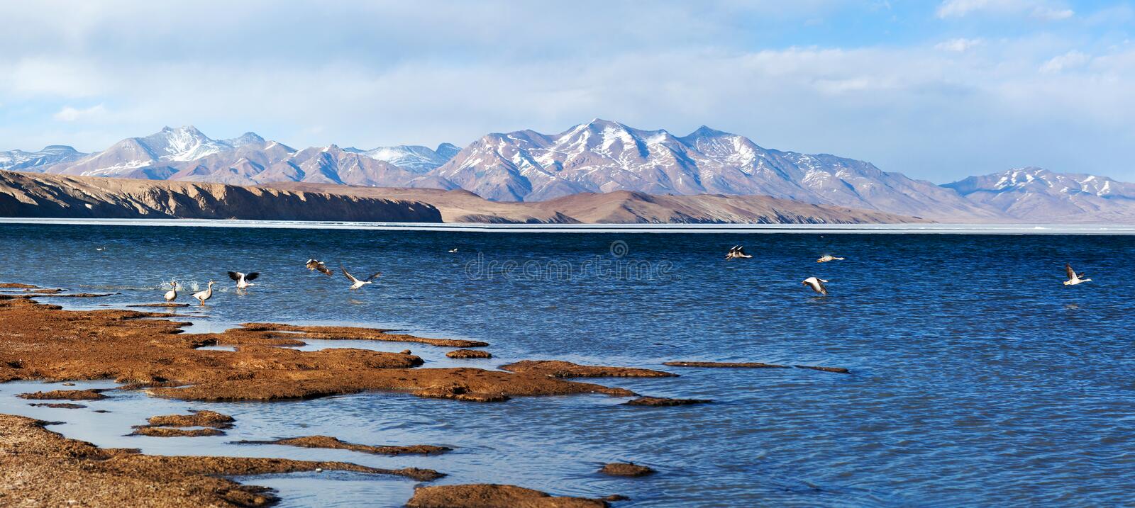 Panorama of lake manasarovar in western tibet stock photo